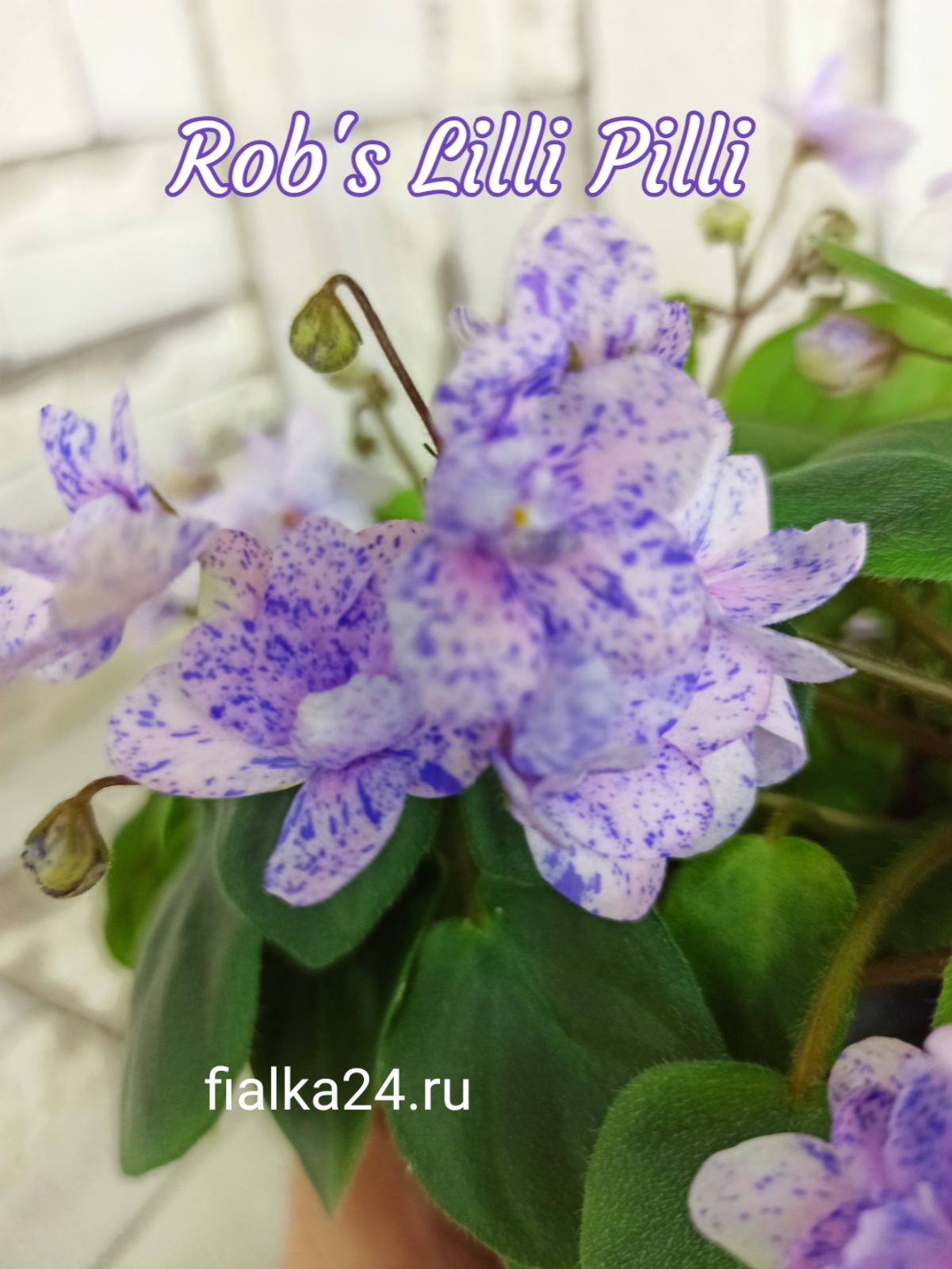 Rob's Lilli Pilli (Robinson)