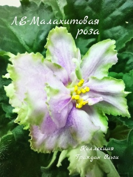 ЛЕ-Малахитовая роза