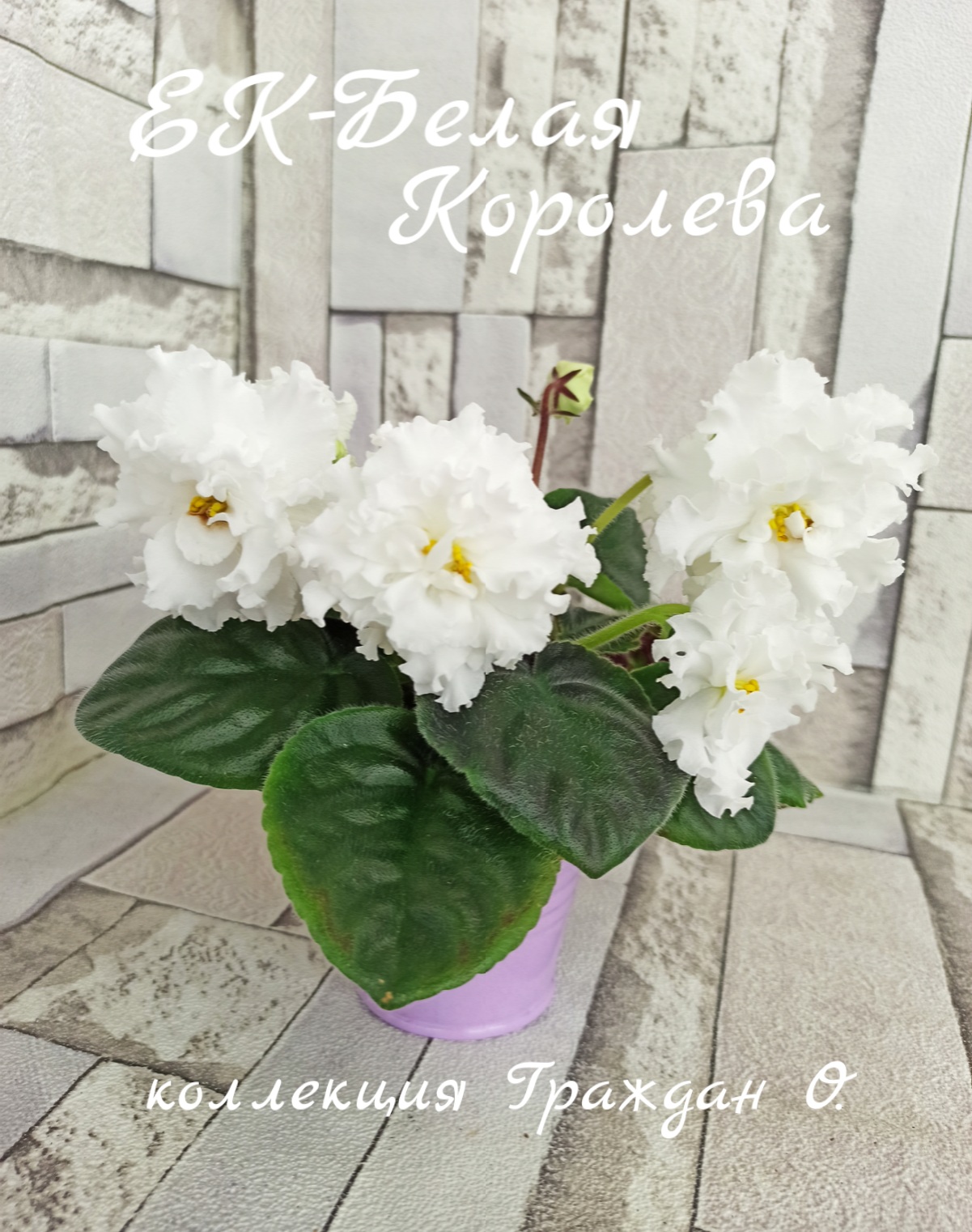 ЕК-Белая королева