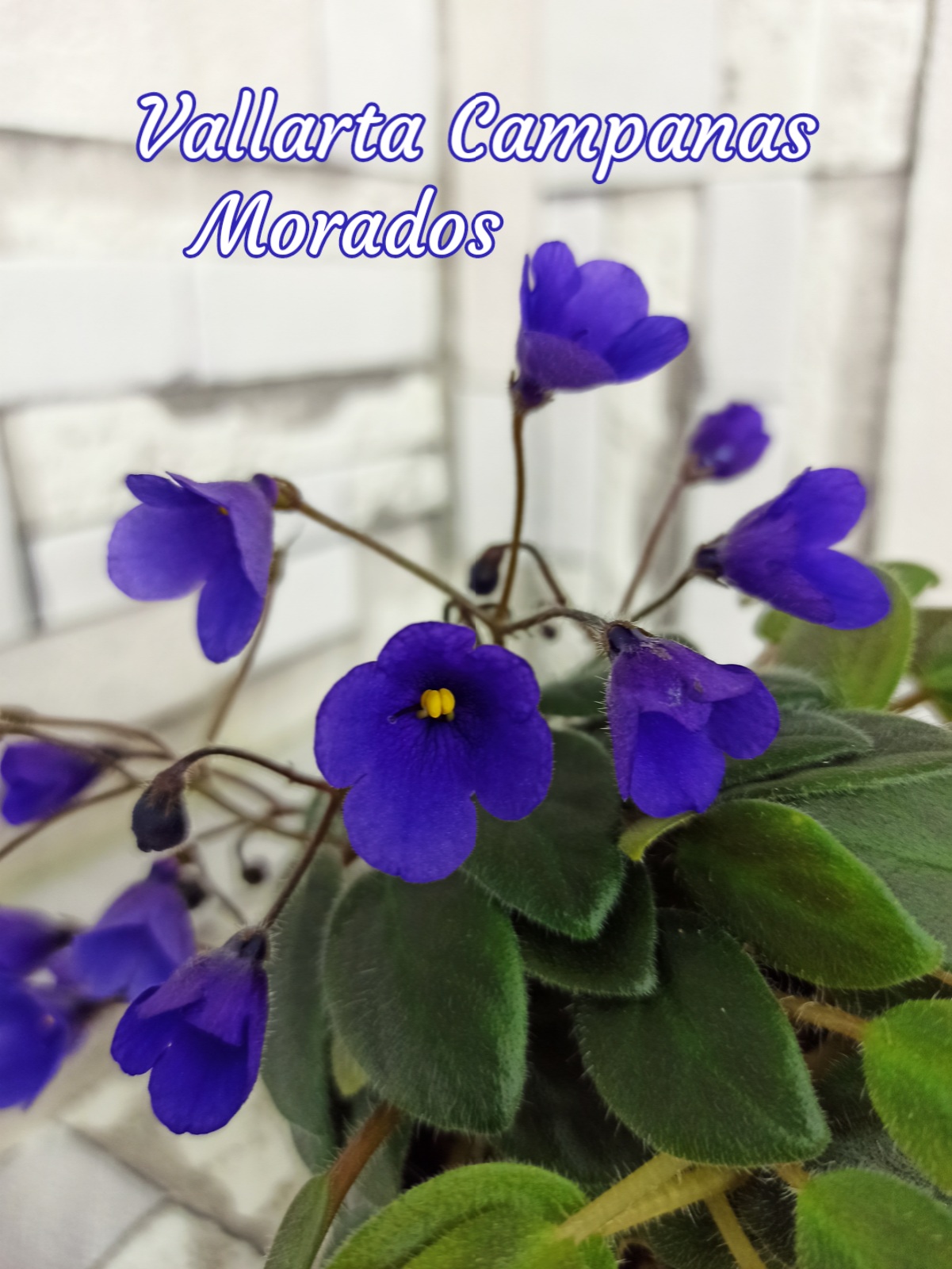 Vallarta Campanas Morados (Beck)