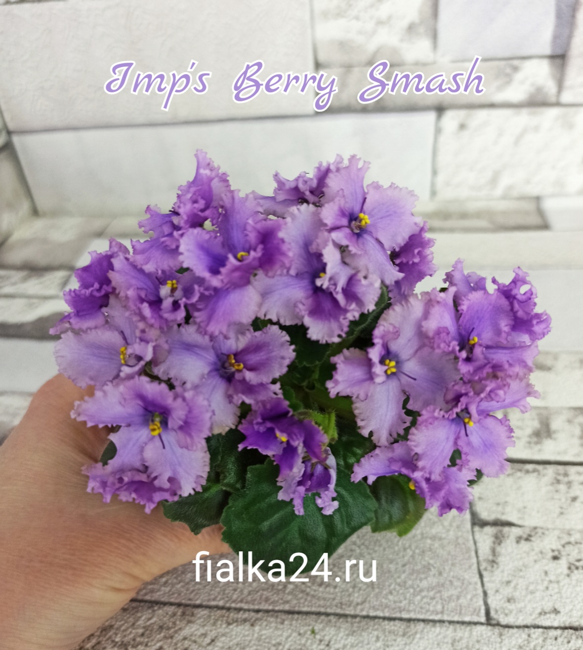 Imp's Berry Smash (Jackson)