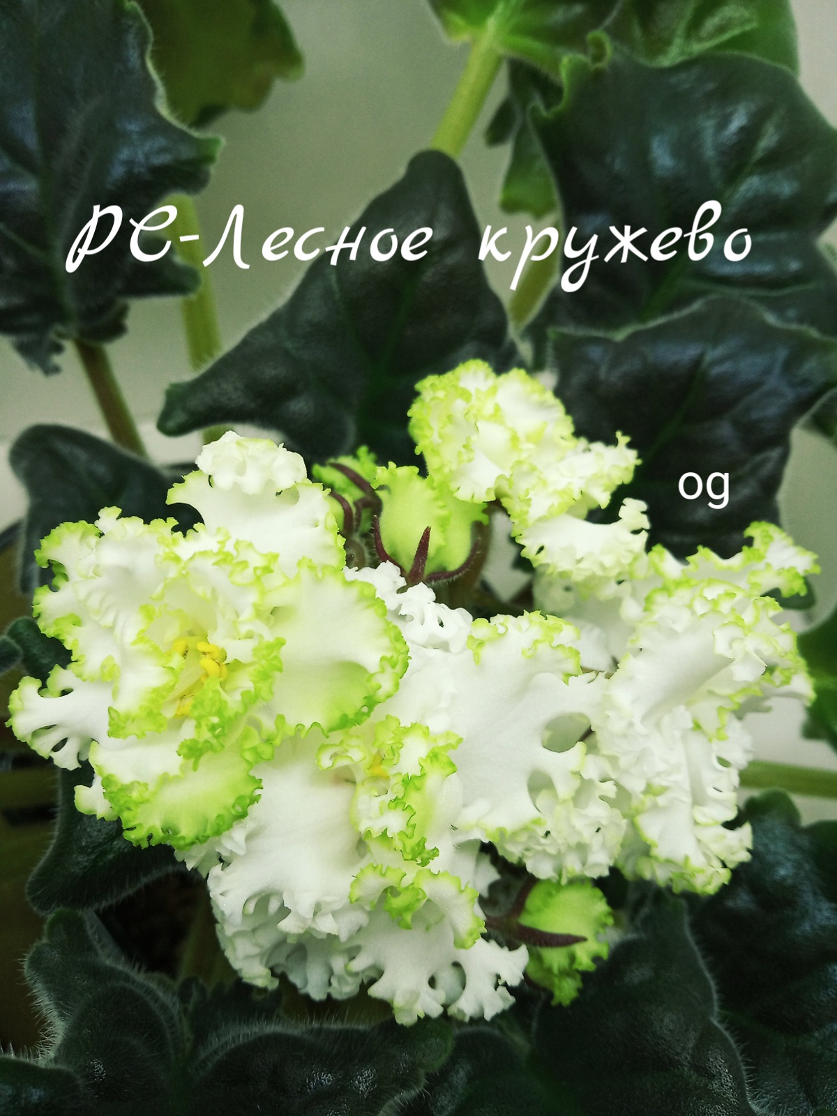 РС-Лесное кружево