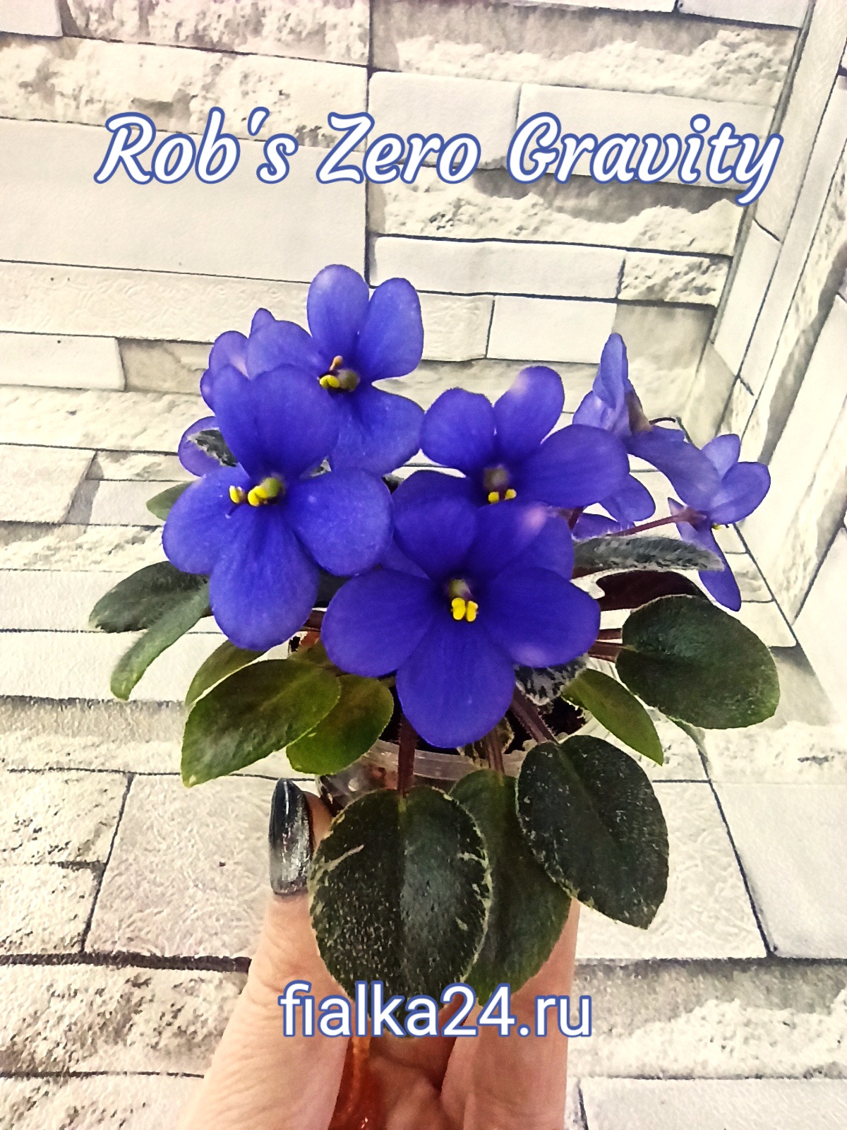 Rob’s Zero Gravity (Robinson)
