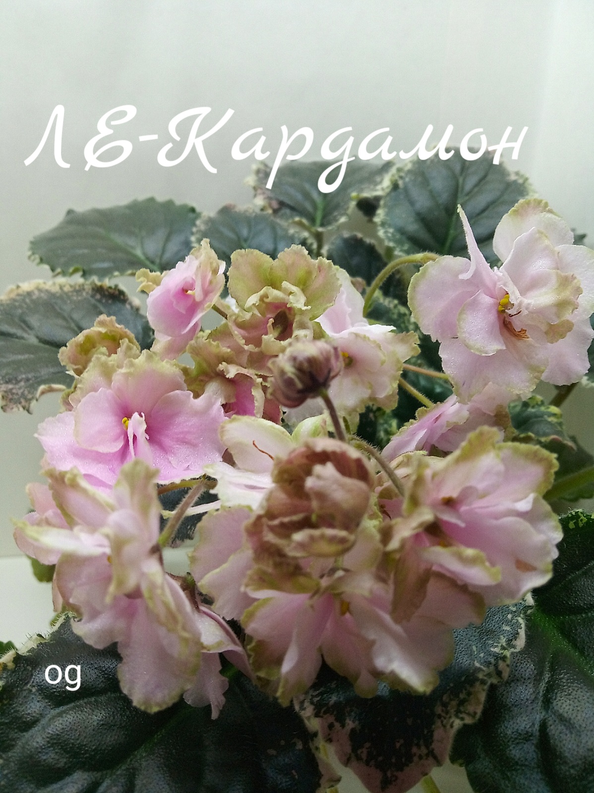 ЛЕ-Кардамон