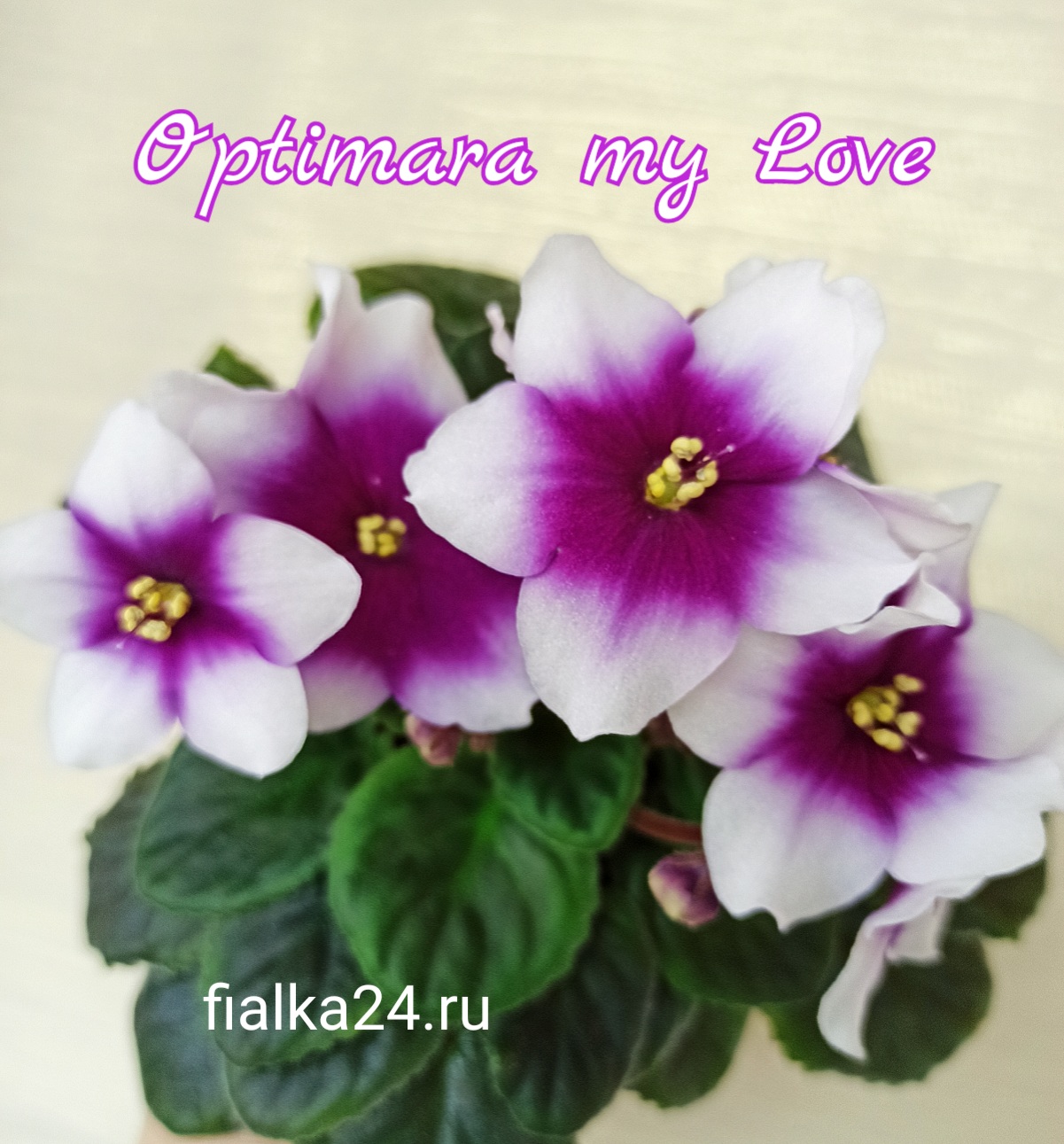 Optimara my Love (Holtkamp)