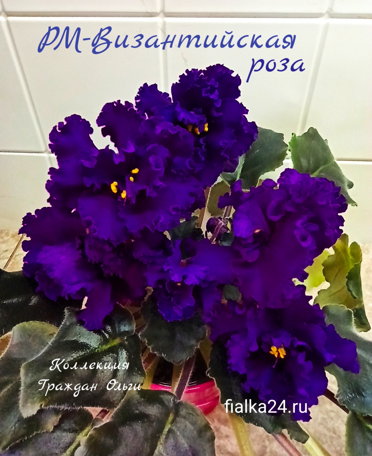 РМ-Византийская роза