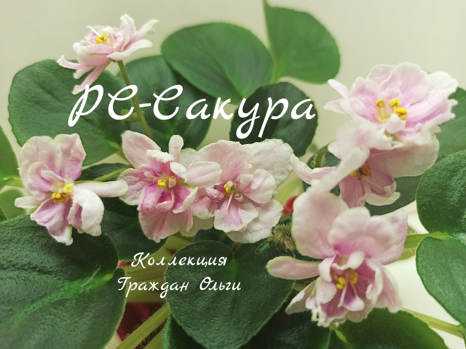 РС-Сакура