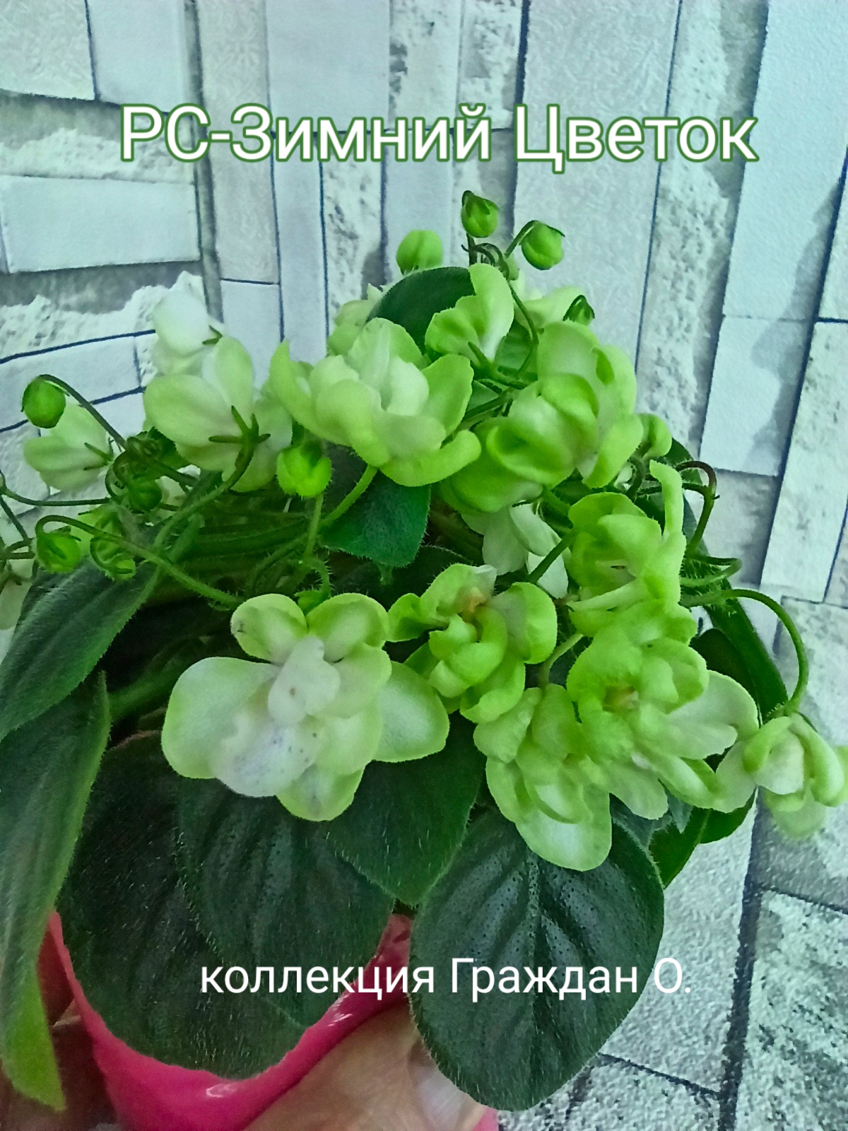 РС-Зимний Цветок