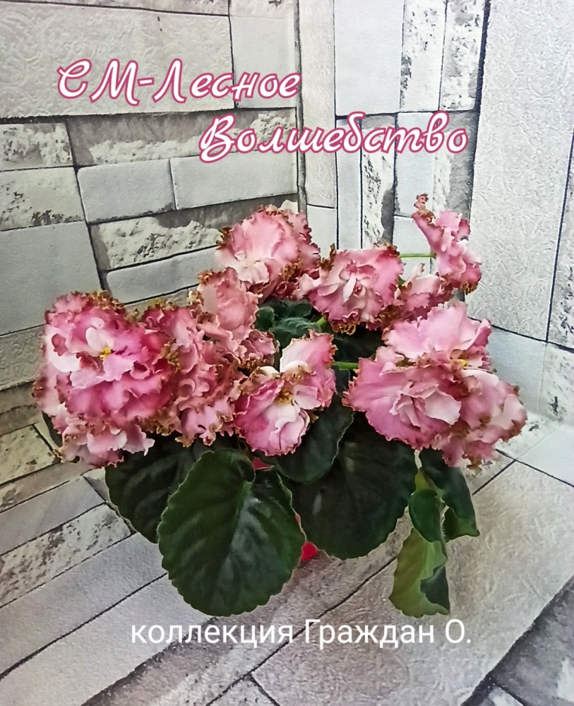 СМ-Лесное волшебство