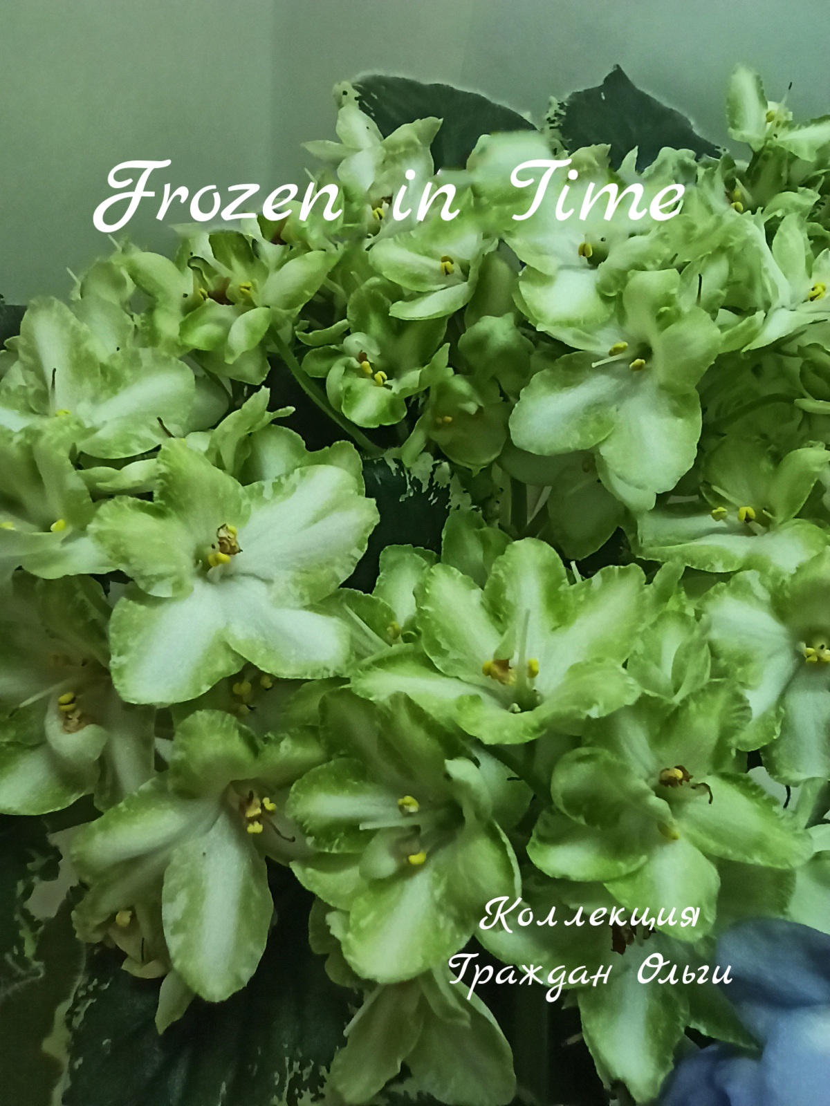 Frozen in Time (LLG/Sorano)