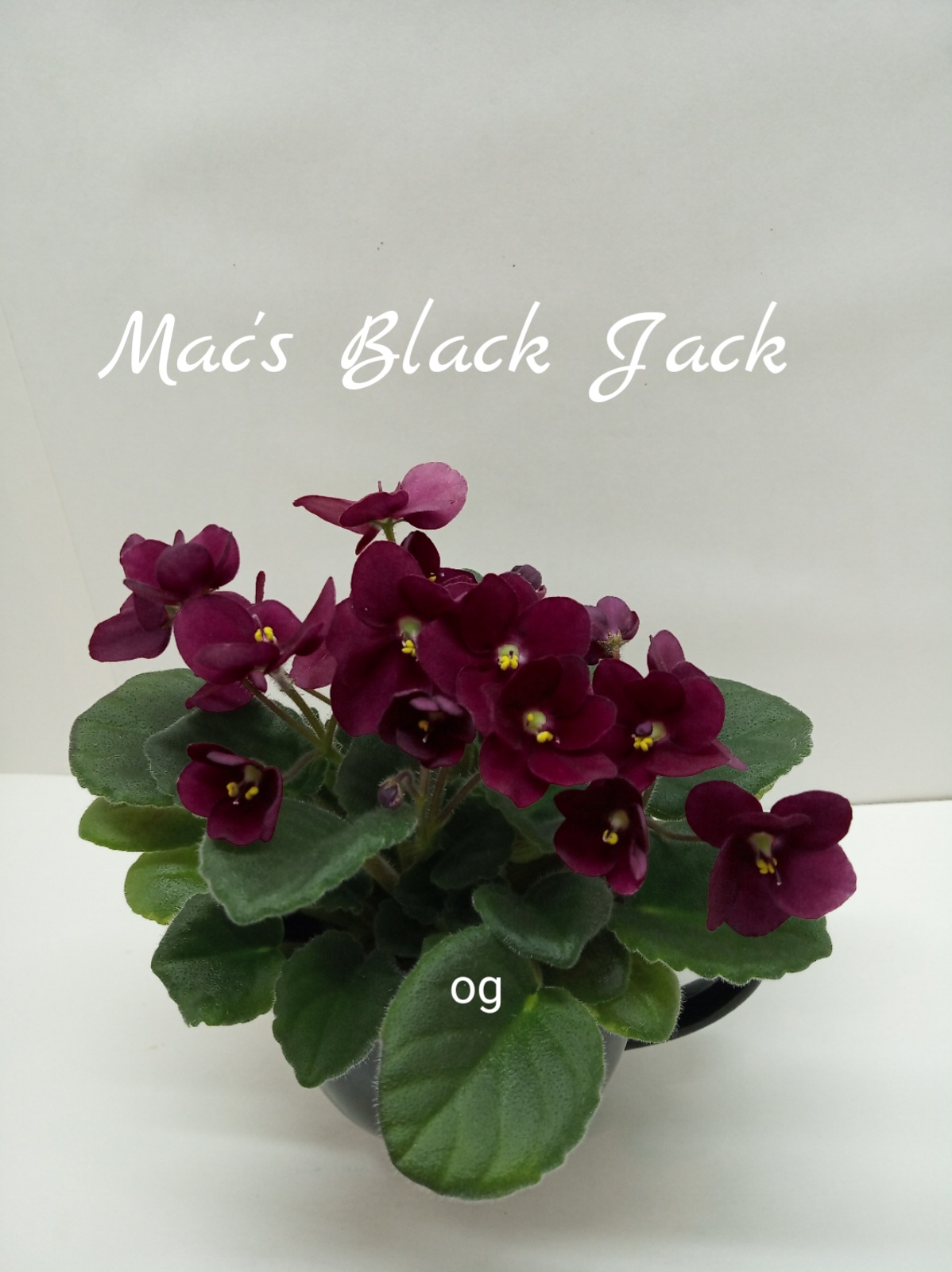 Mac’s Black Jack (McDonald)  