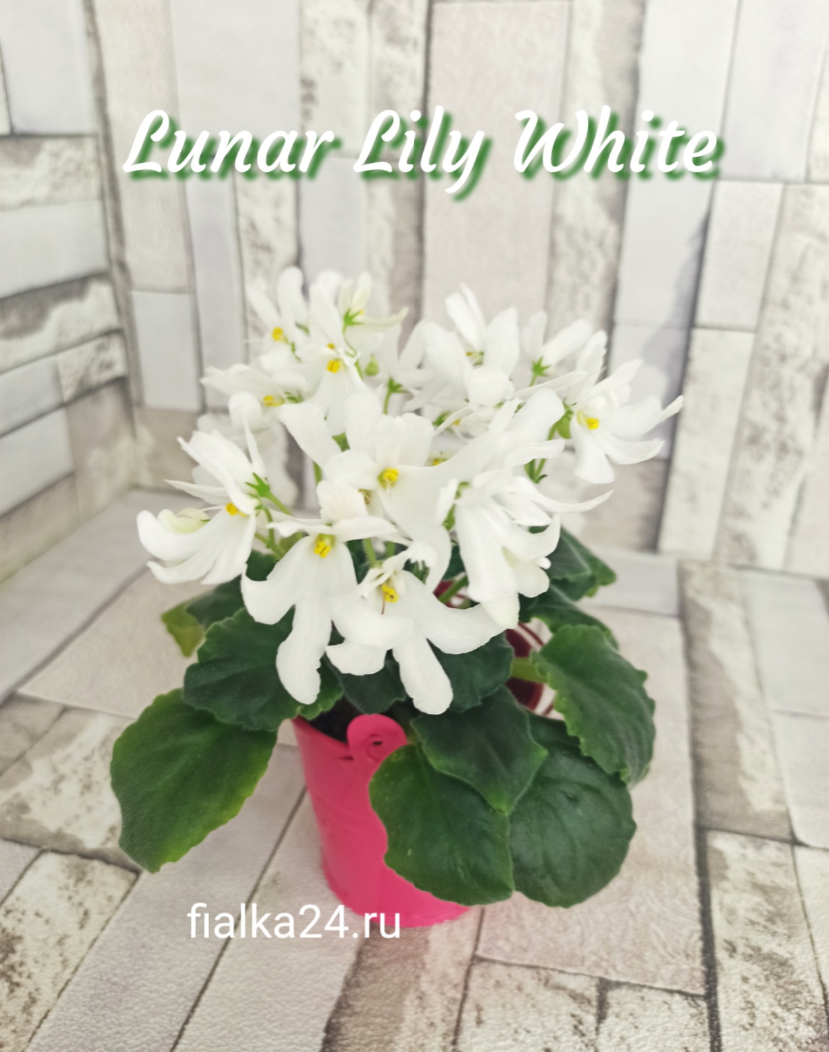 Lunar Lily White (Dates)