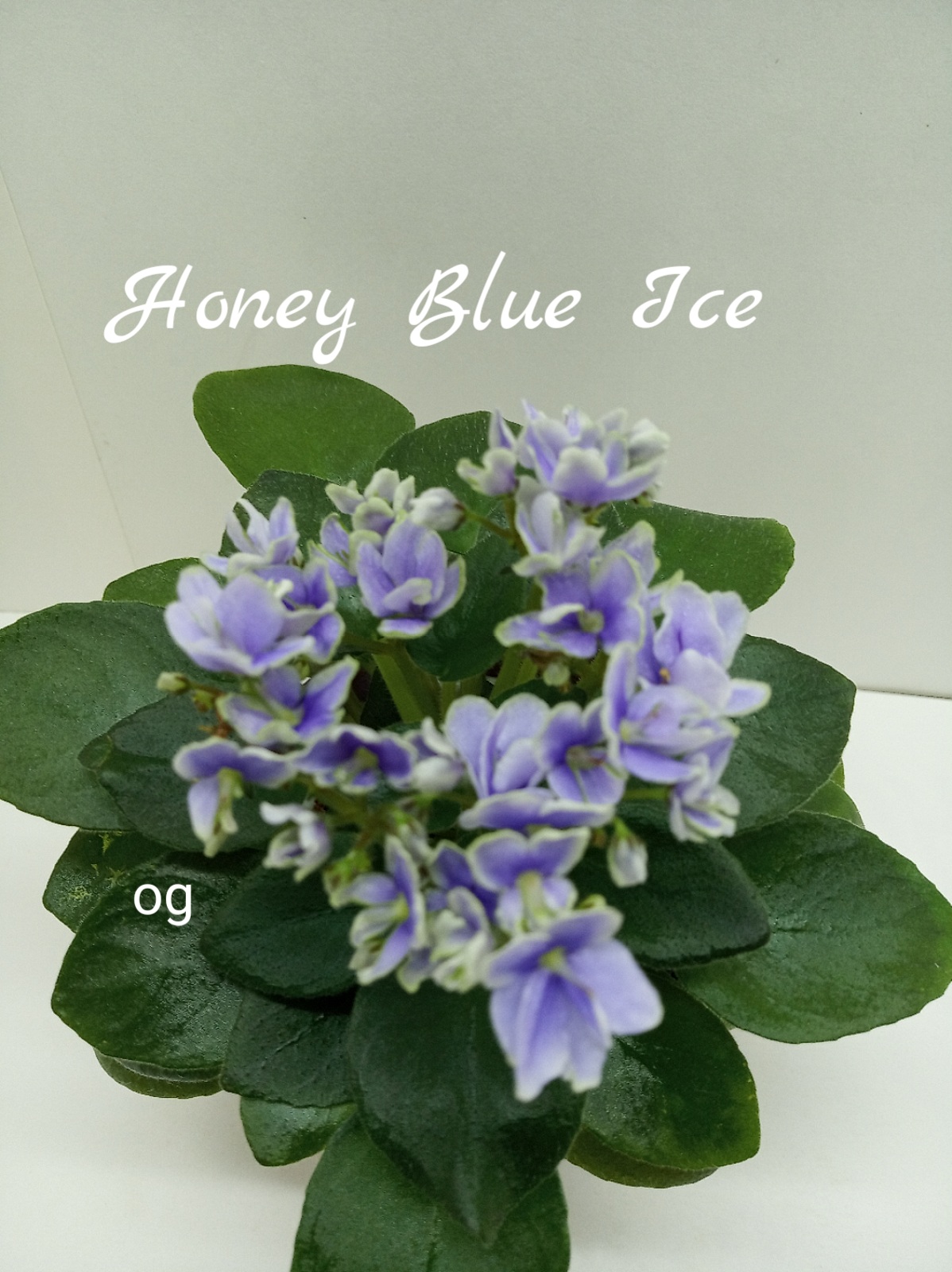 Honey Blue Ace (Pittman)