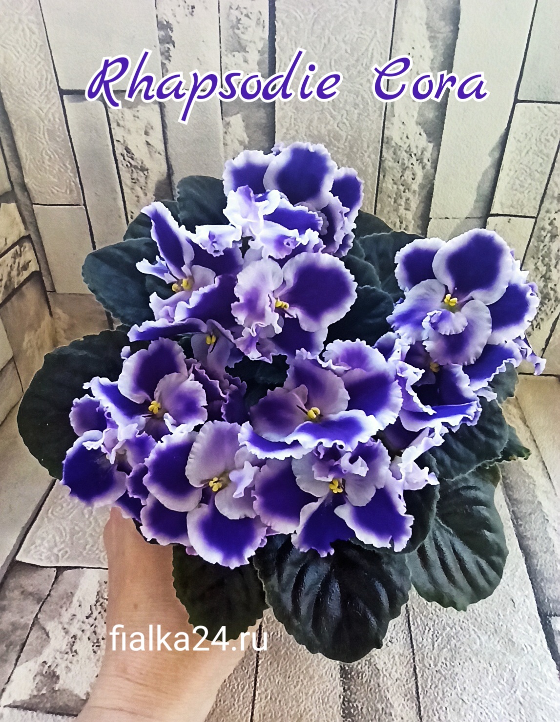 Optimara Rhapsodie Cora (Holtkamp)
