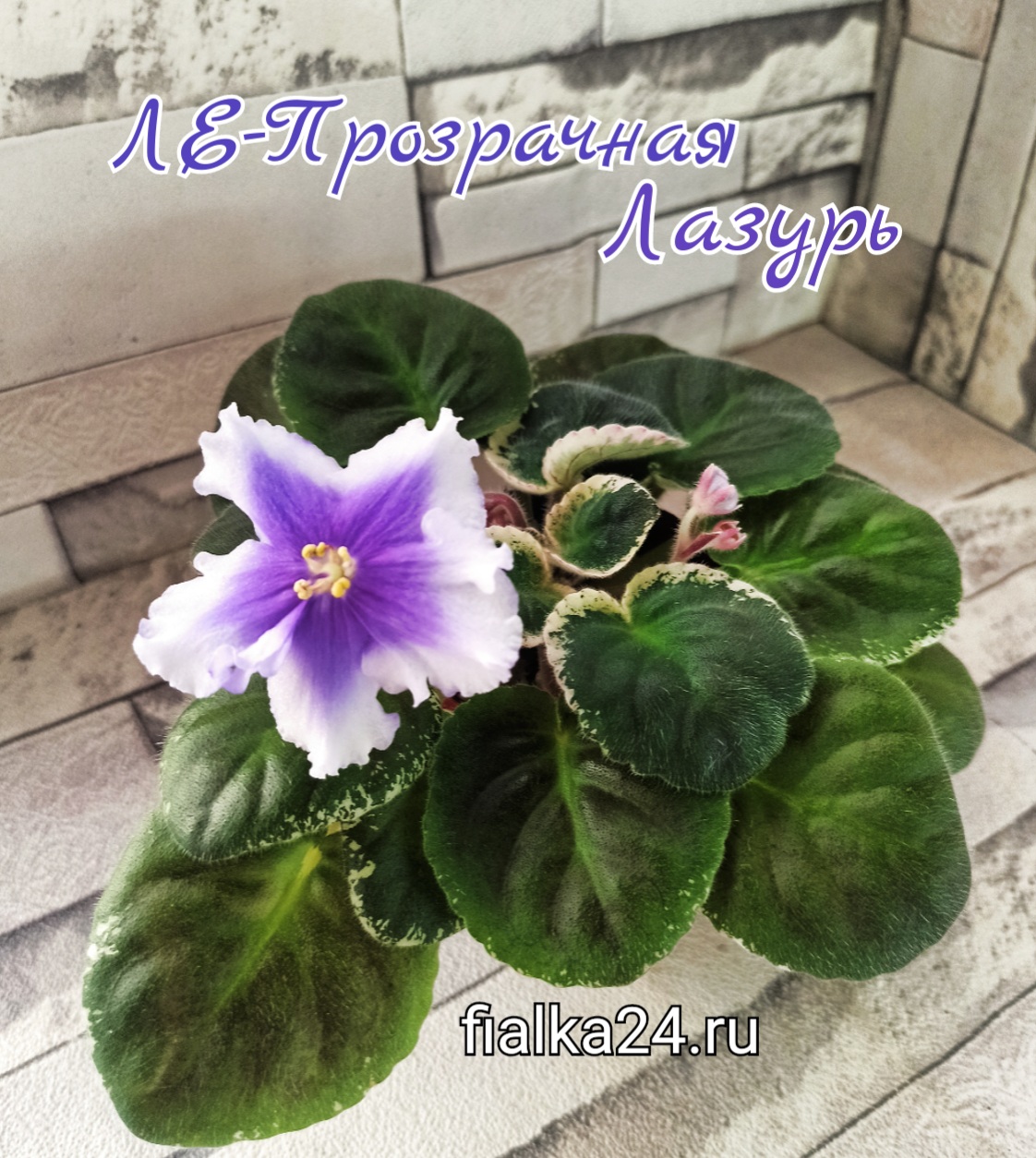 ЛЕ-Прозрачная Лазурь