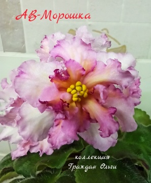 АВ-Морошка