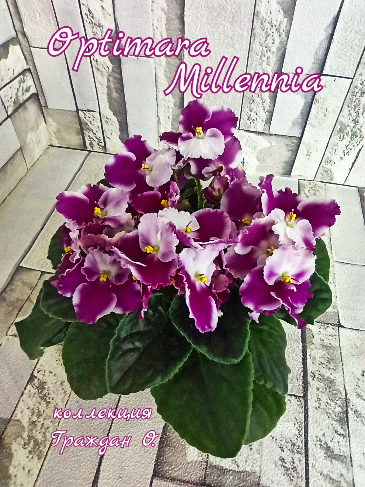 Optimara Millennia (Holtkamp)