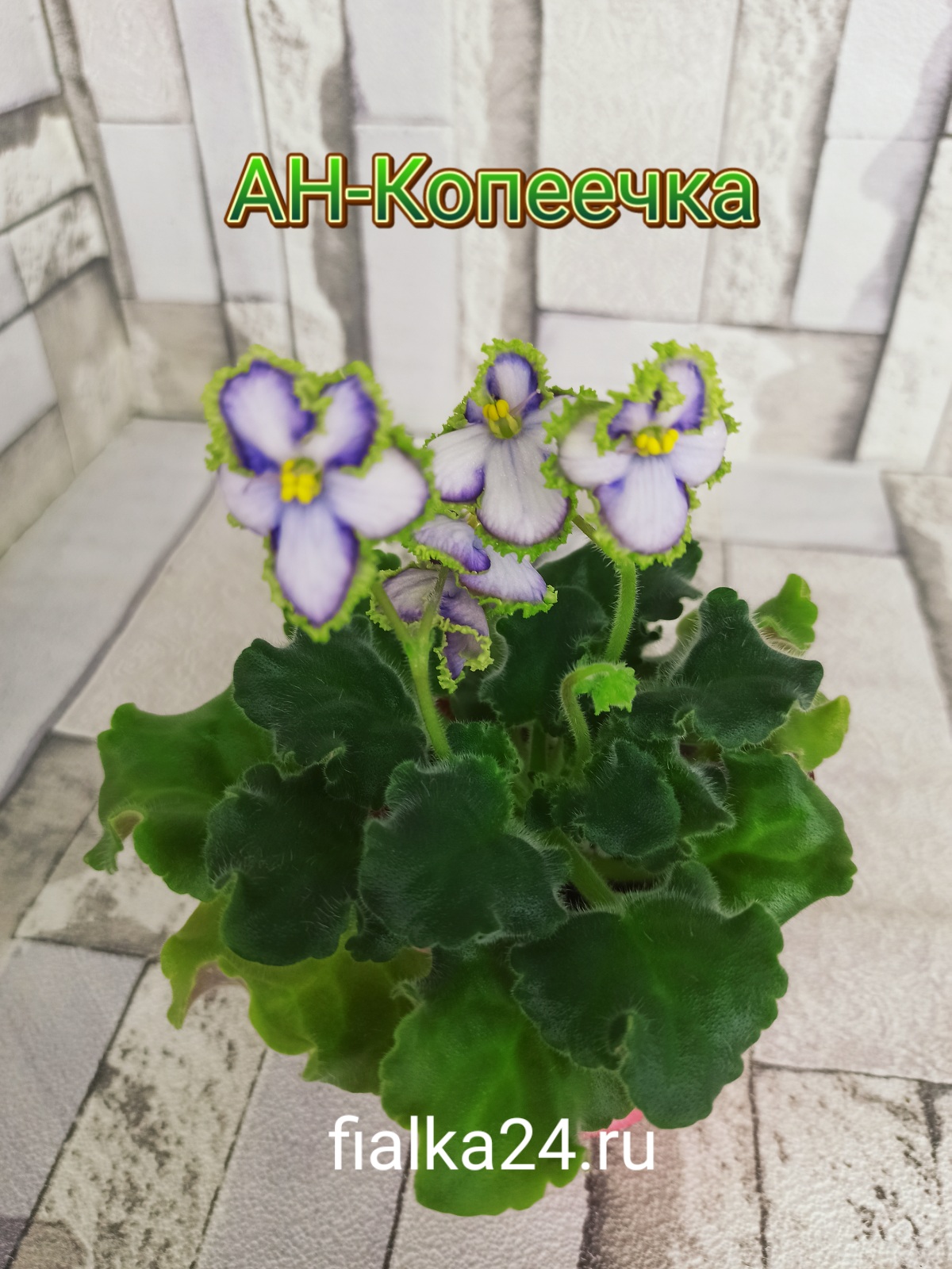 АН-Копеечка