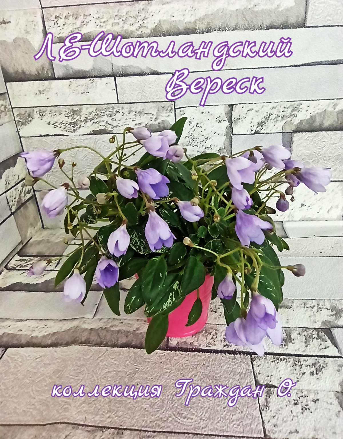 ЛЕ-Шотландский Вереск