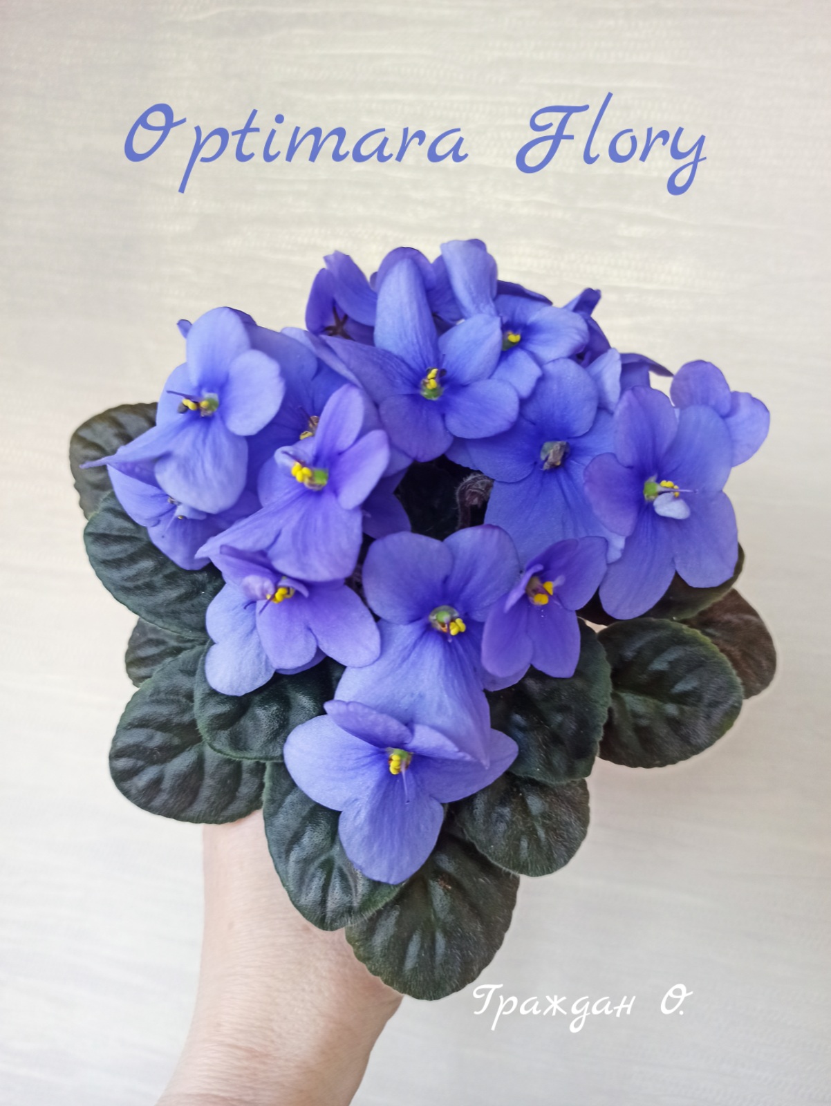 Optimara Flory (Holtkamp)