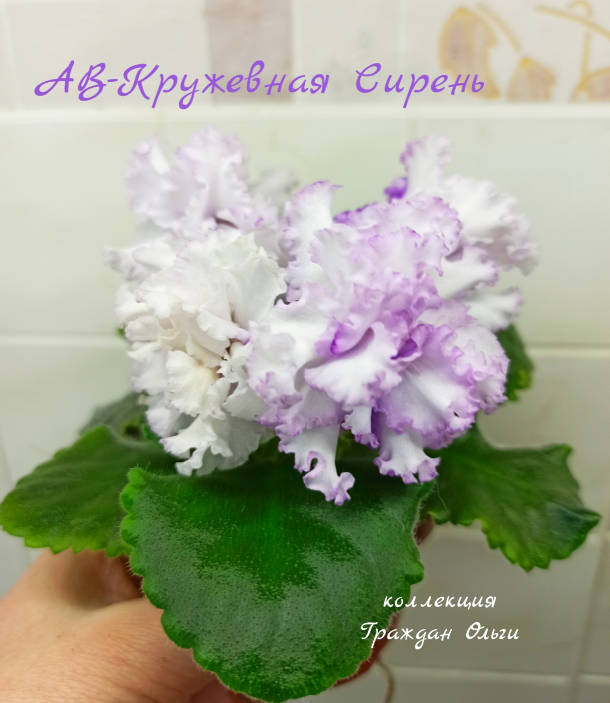 АВ-Кружевная Сирень