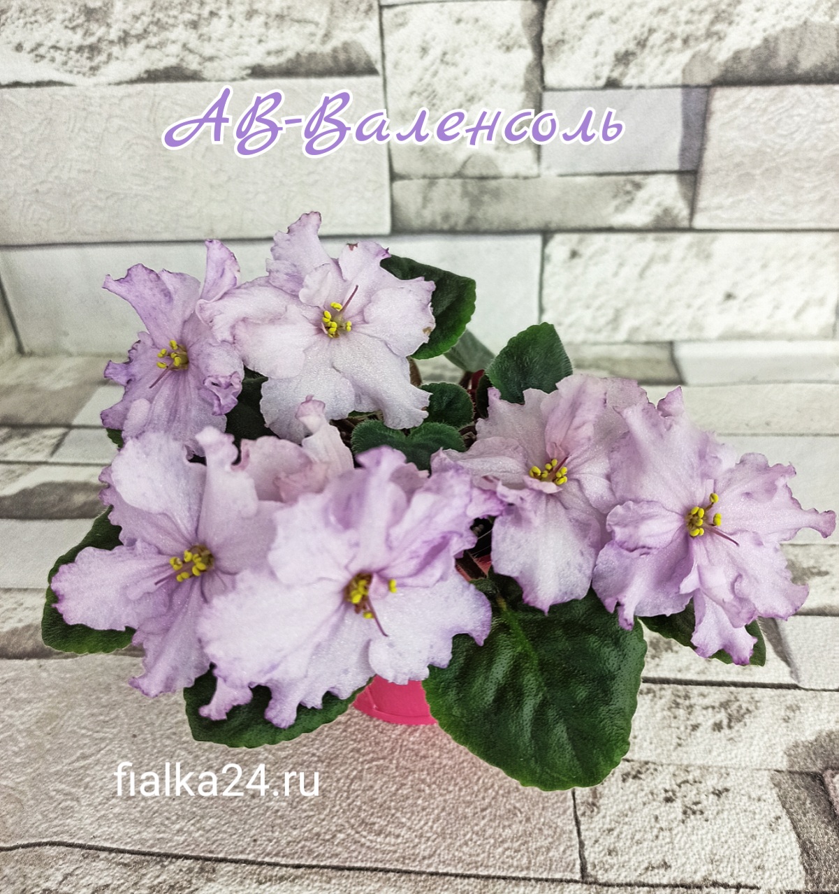 АВ-Валенсоль