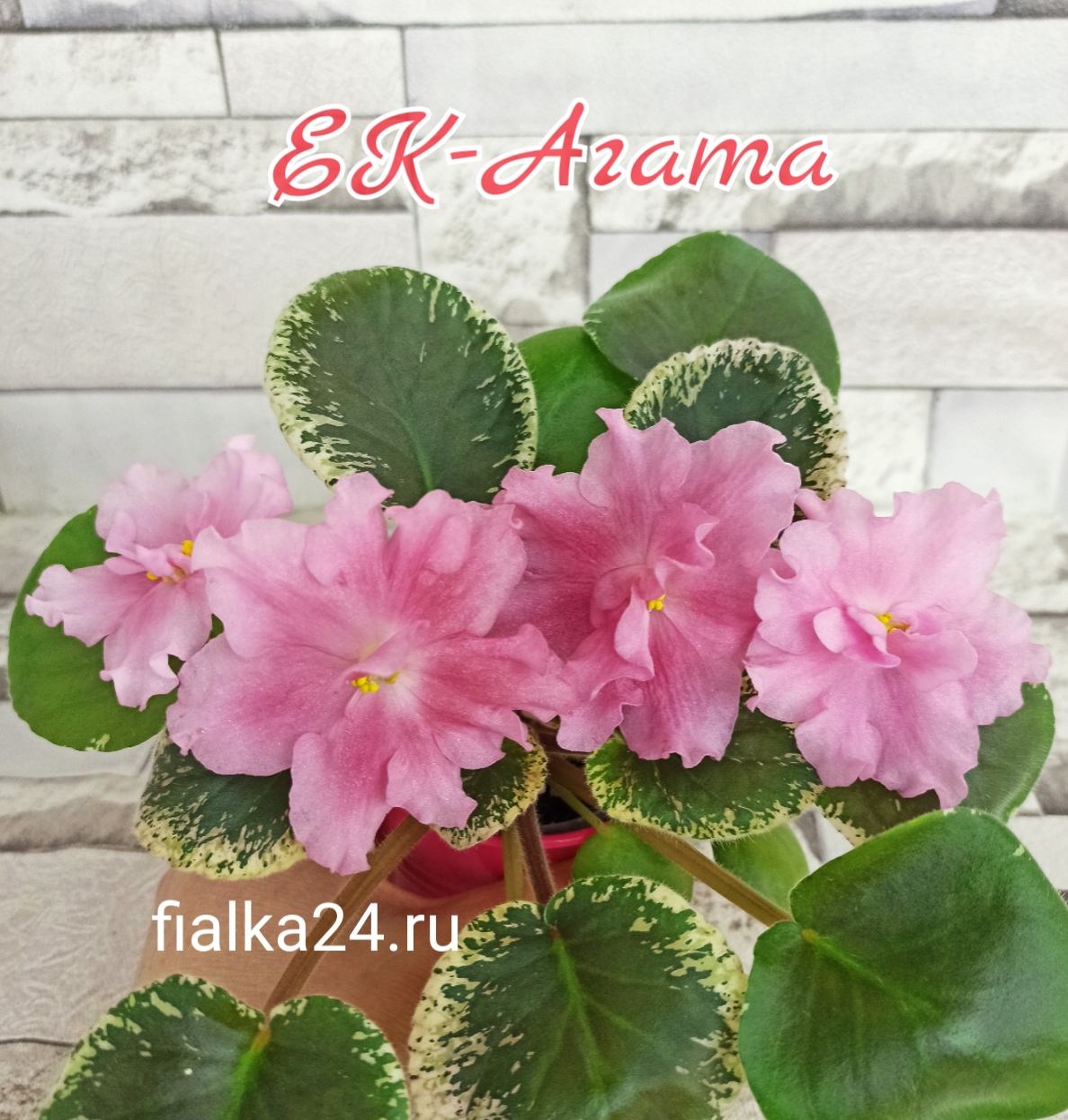 ЕК-Агата