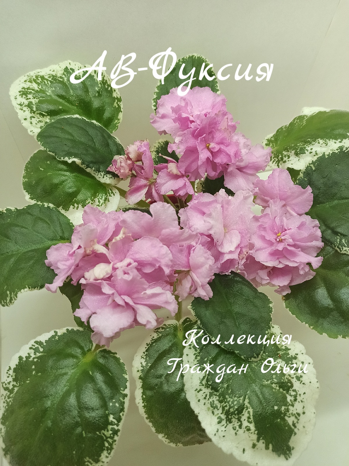 АВ-Фуксия