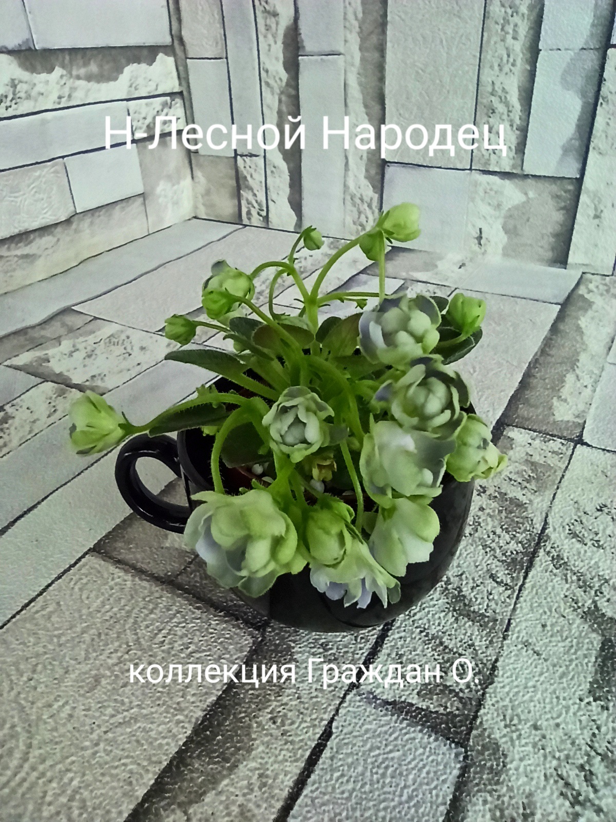 ЛЕ-Лесной Народец