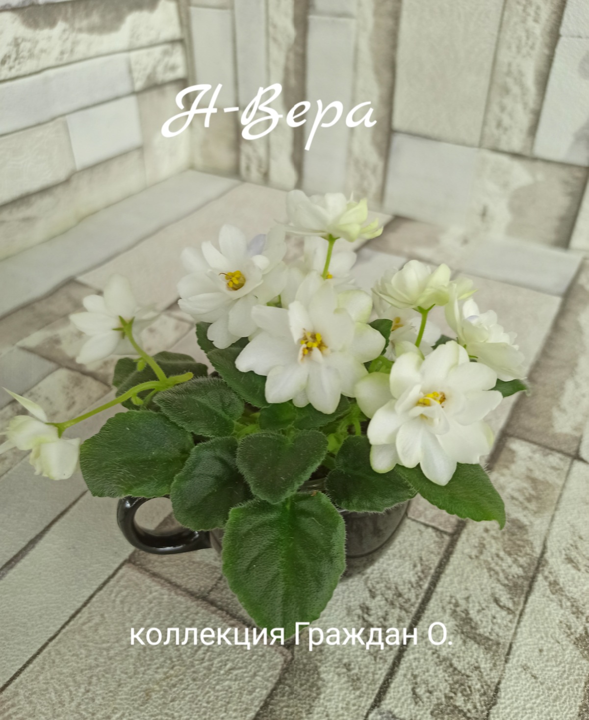 Н-Вера