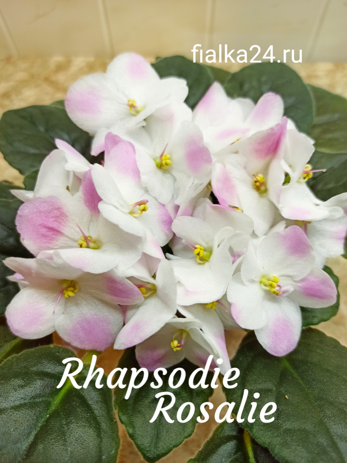Optimara Rhapsodie Rosaliе (Holtkamp)