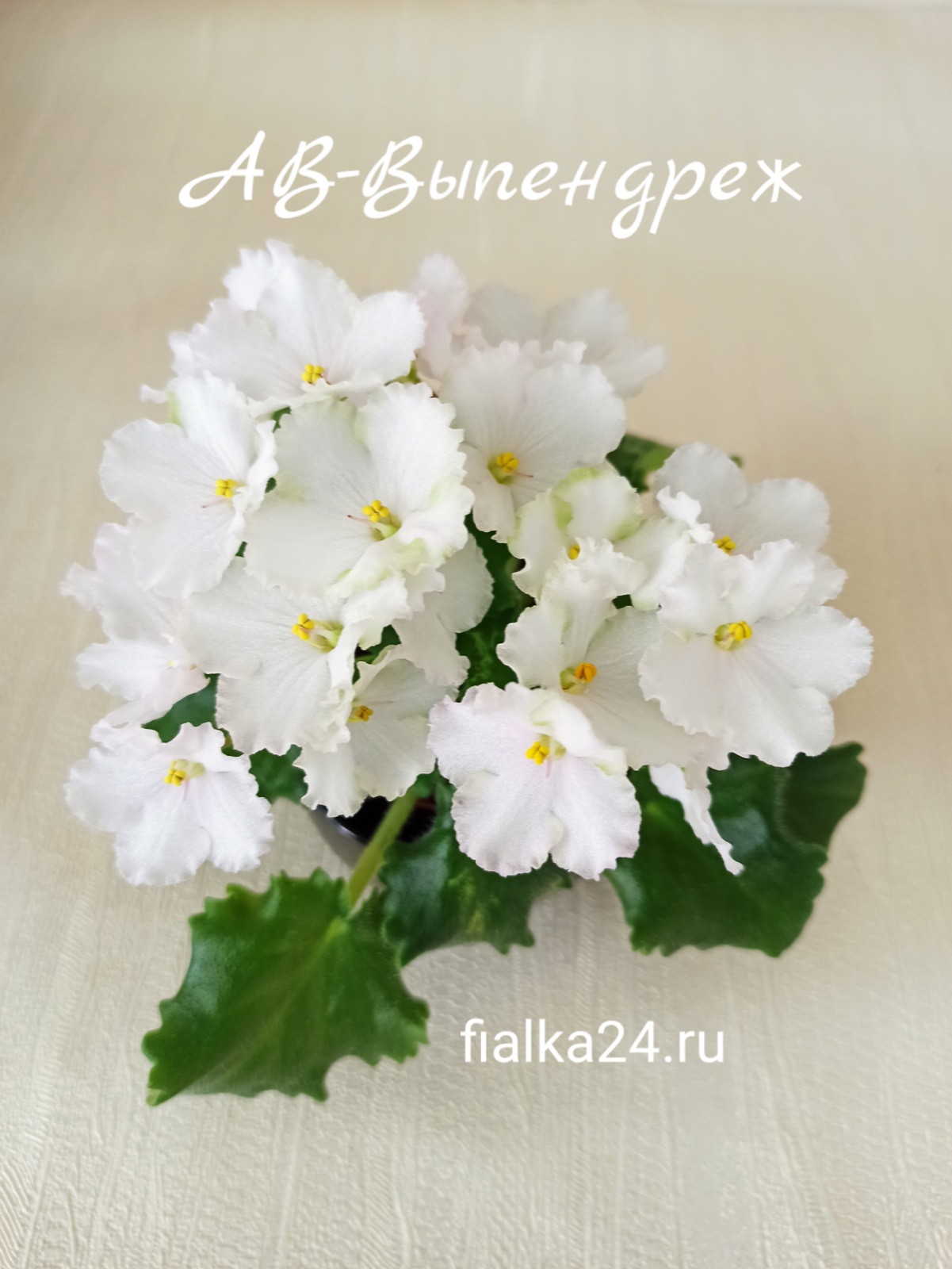 АВ-Выпендреж
