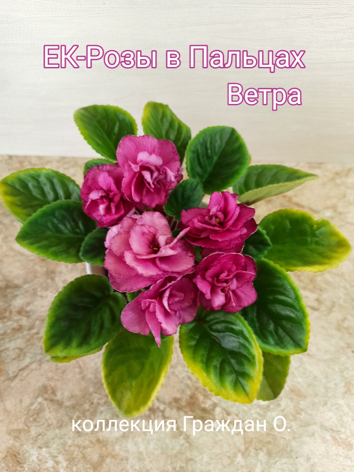 ЕК-Розы в Пальцах Ветра