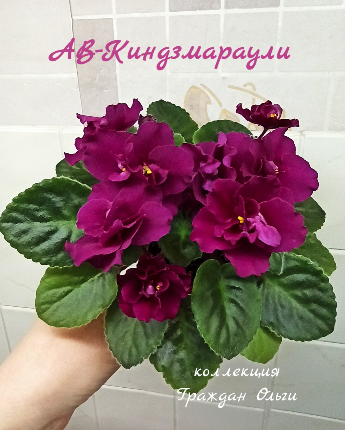АВ-Киндзмараули