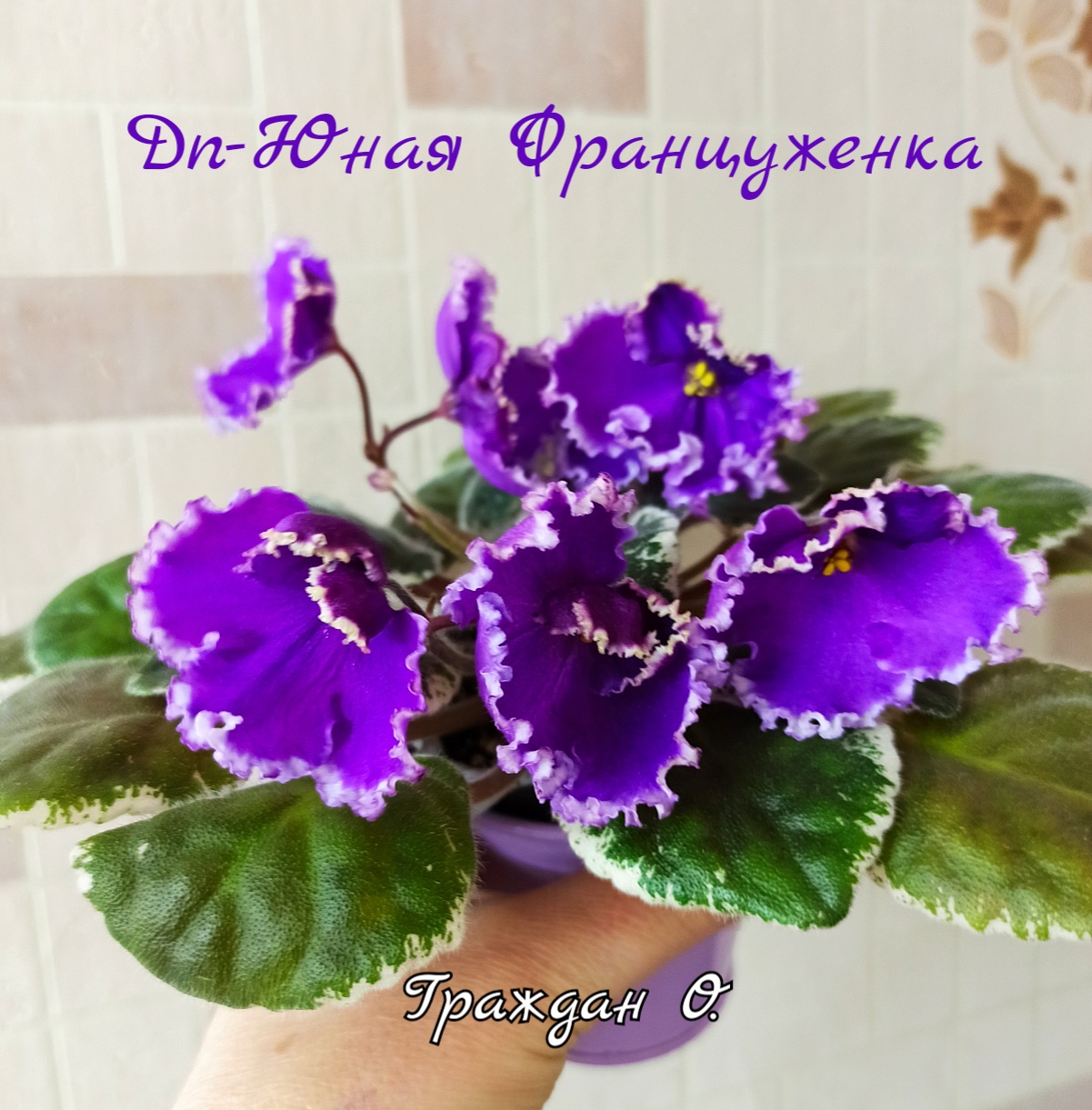 Dn-Юная Француженка