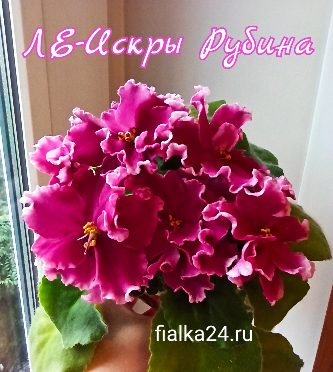 ЛЕ-Искры Рубина