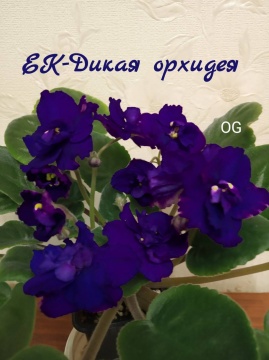 ЕК-Дикая орхидея
