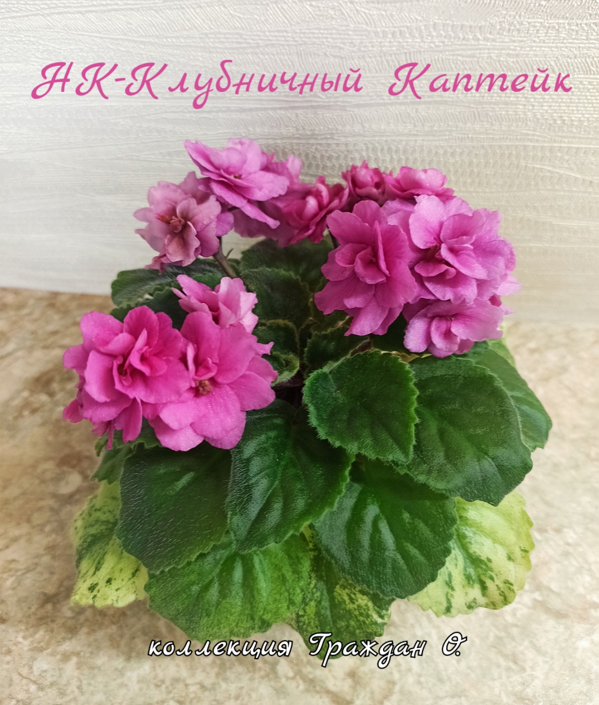 НК-Клубничный Каптейк