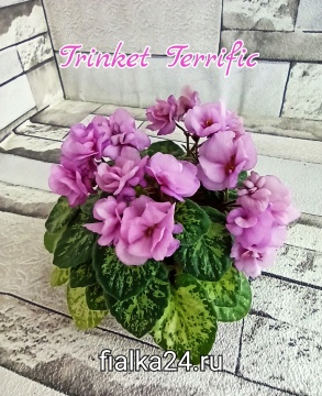 Trinket Terrific (Champion)