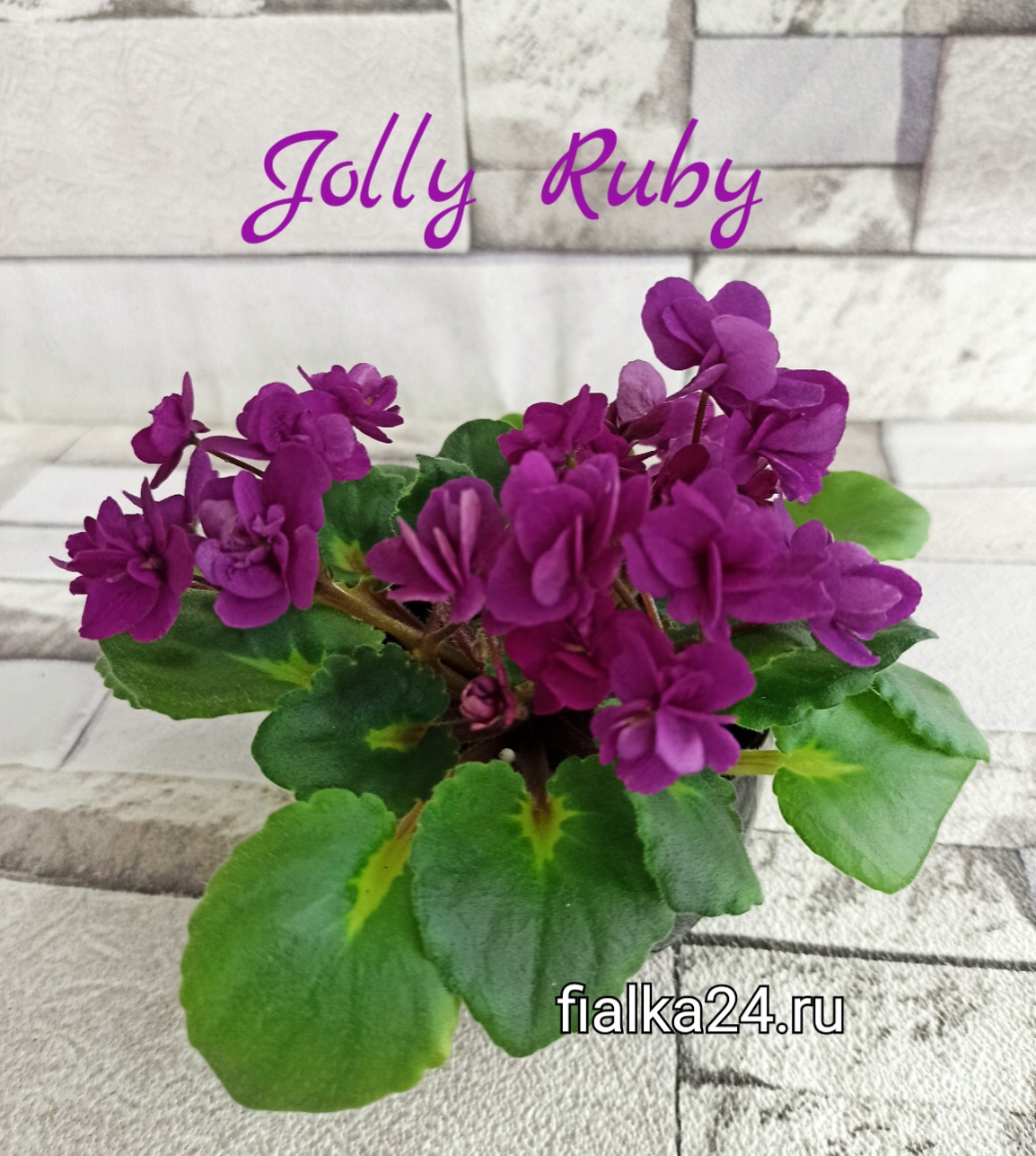 Jolly Ruby (Pittman)