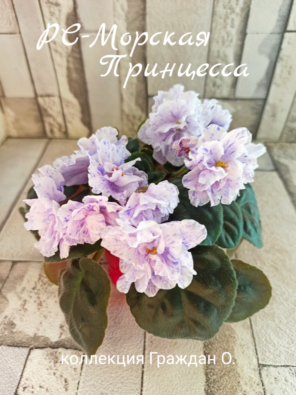 РС-Морская Принцесса