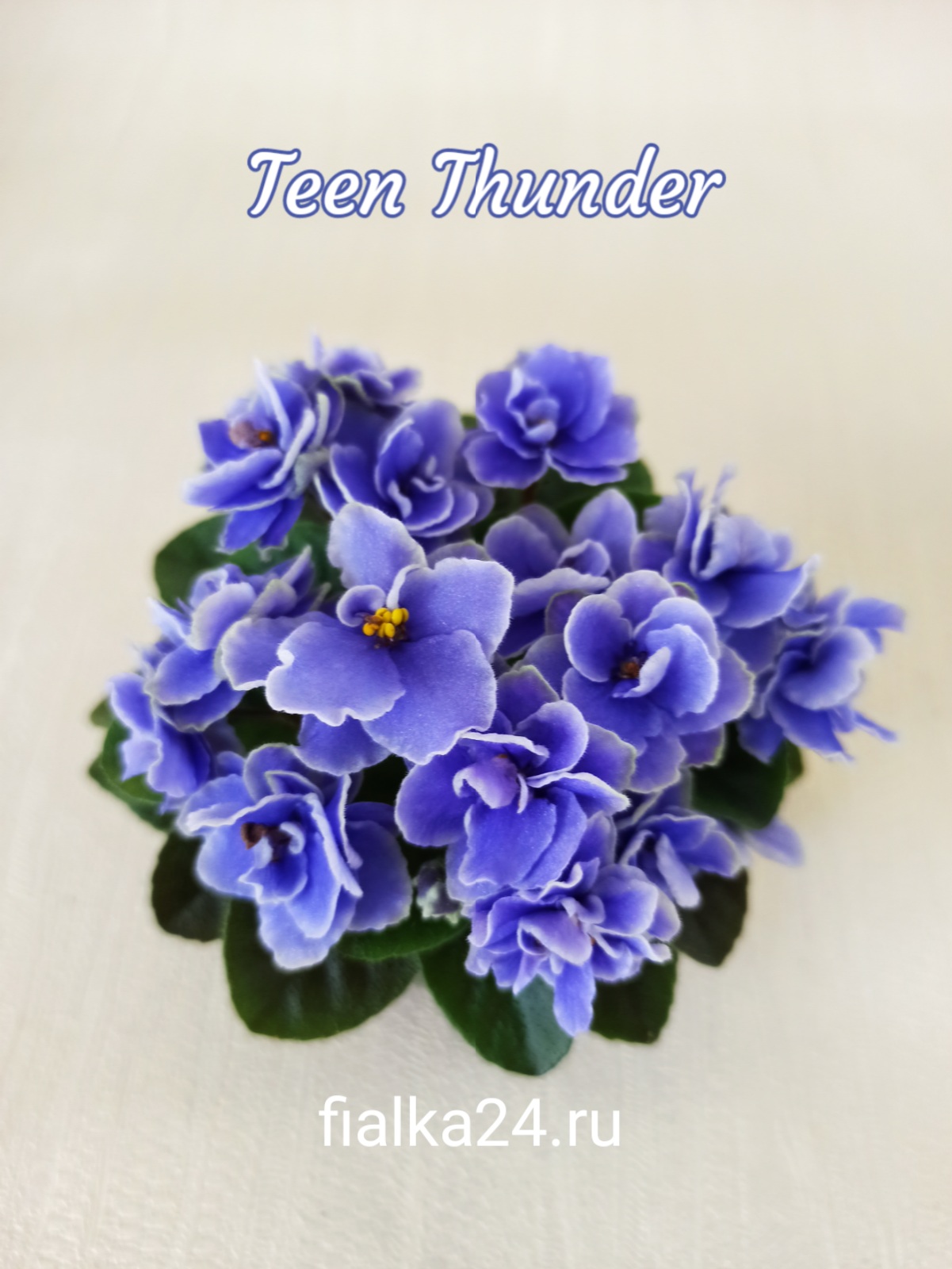 Teen Thunder (Pittman)
