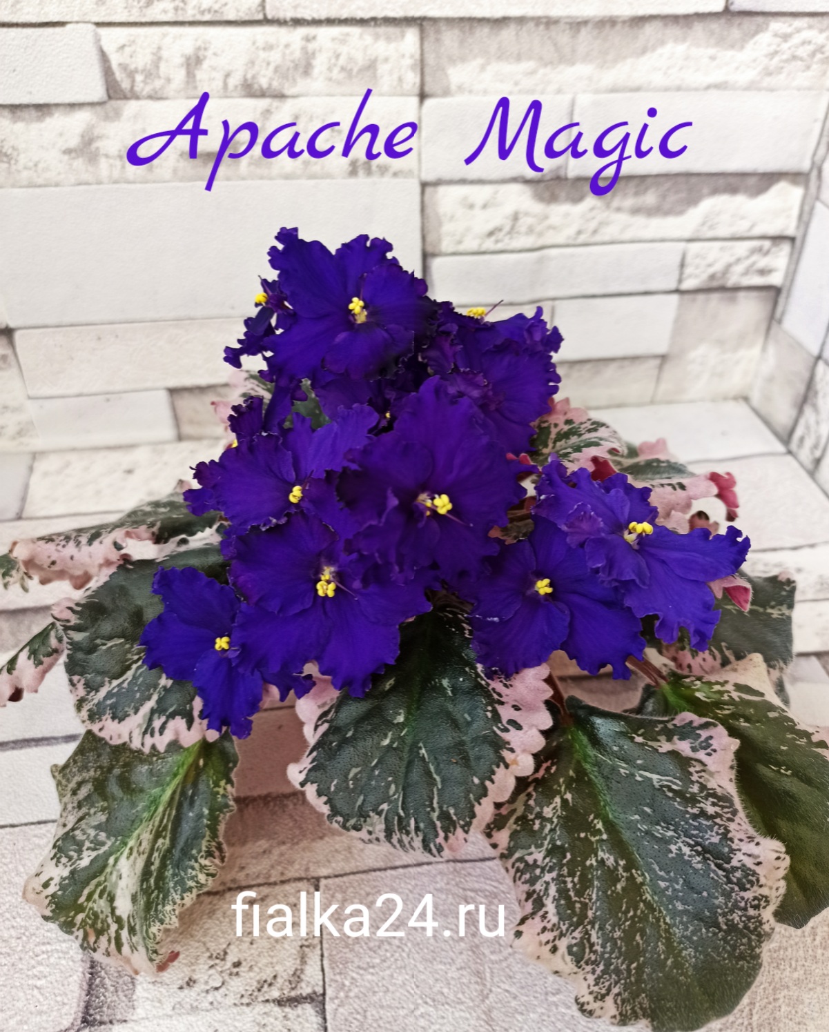 Apache Magic (J.Munk)
