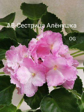 АВ-Сестрица Аленушка 