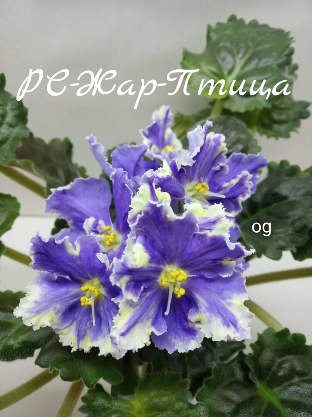РС-Жар-птица