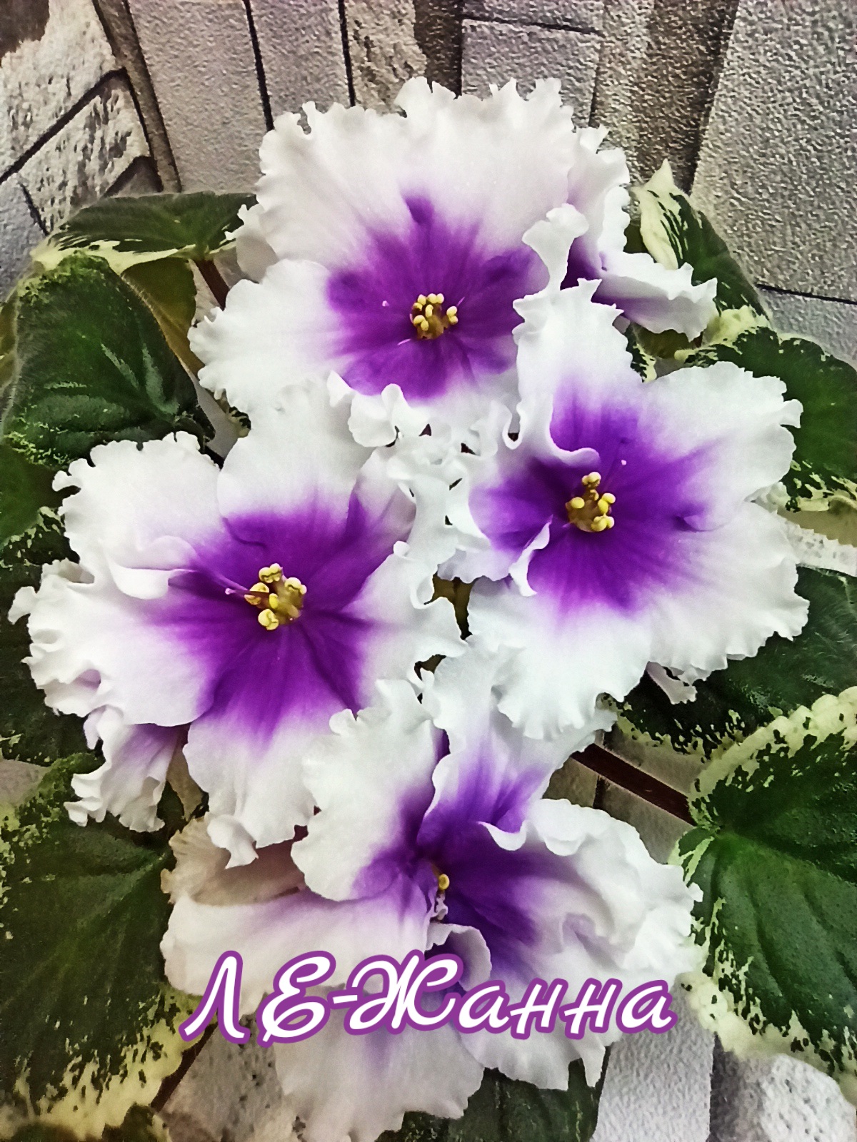 ЛЕ-Жанна