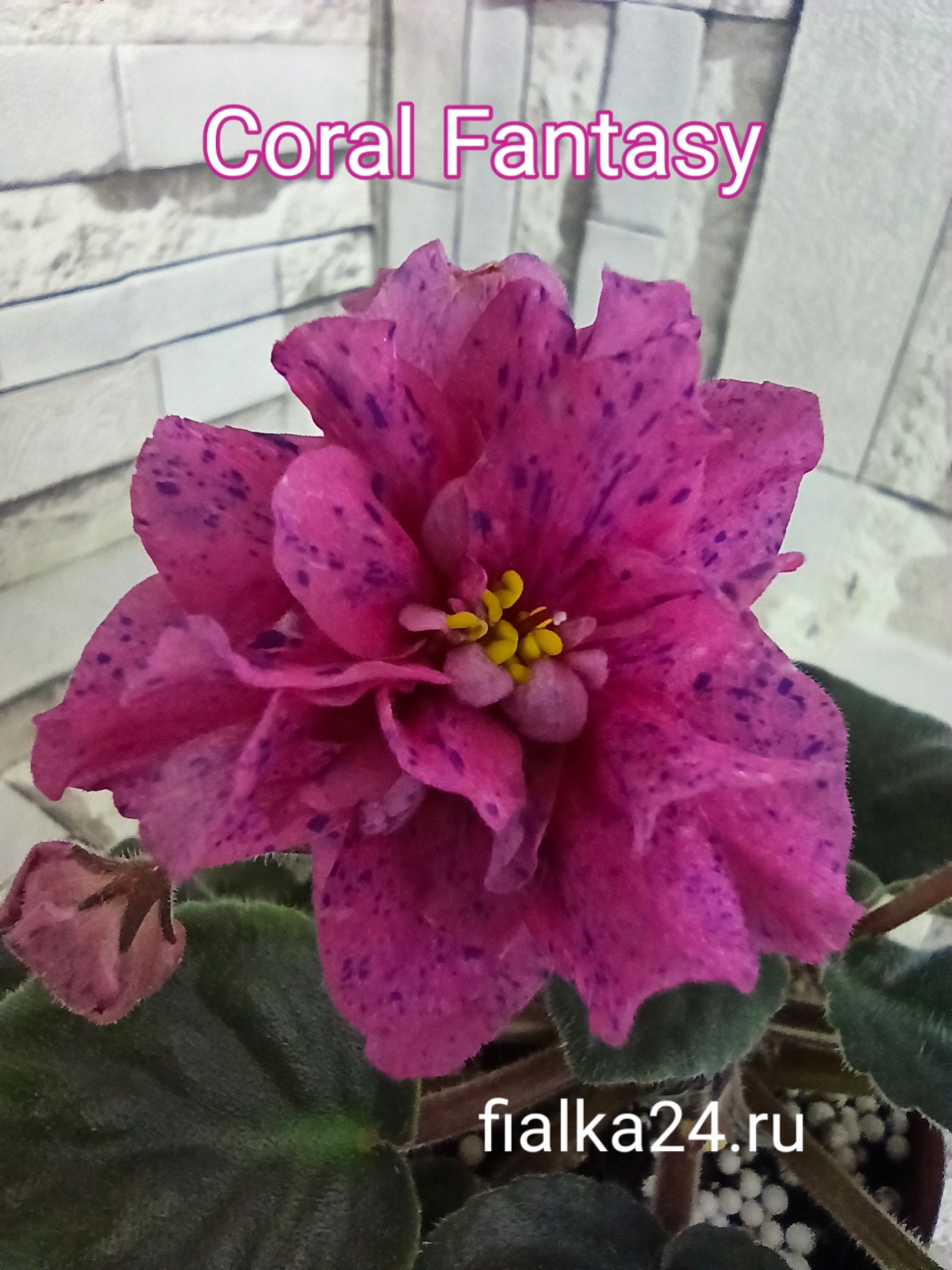 Coral Fantasy (Hudson)