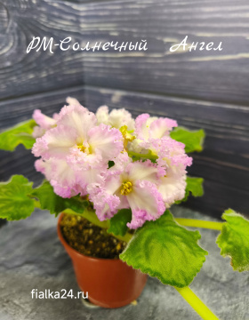 РМ-Солнечный Ангел
