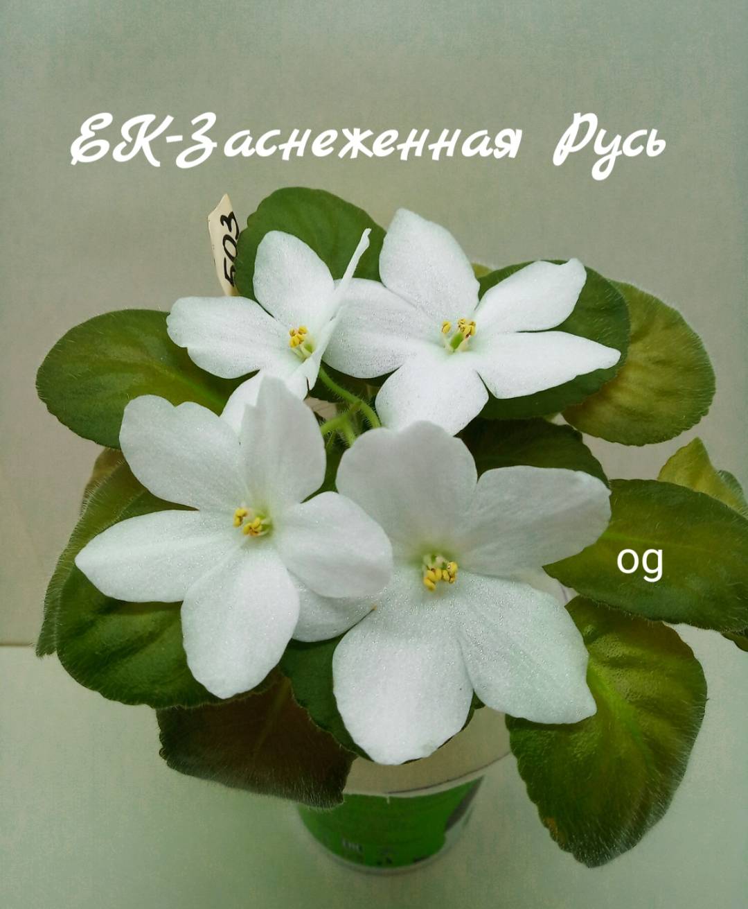 ЕК-Заснеженная Русь