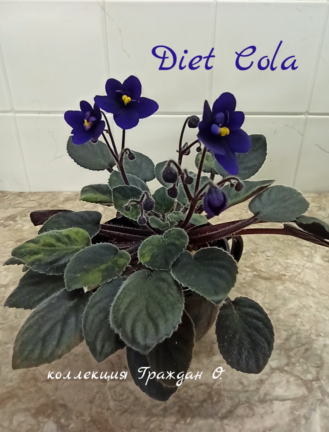 Diet Cola (G.Boone)